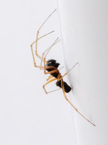 Linyphiinae